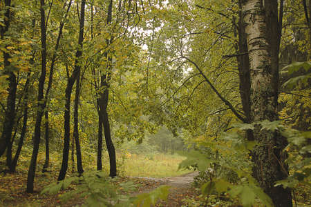 path in autumn forestの写真素材