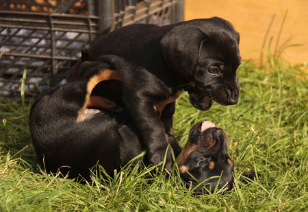 Dachshund puppies play with each other