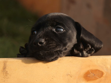 black dachshund puppy looks around