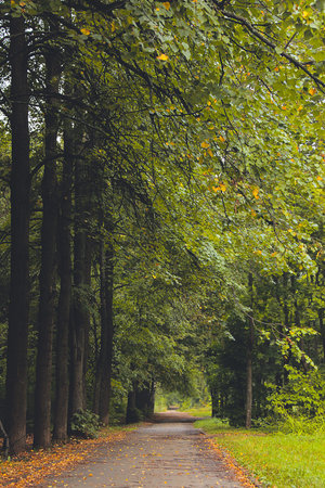 path among the elms in autumn park