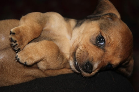 red-haired dachshund puppy lay belly up
