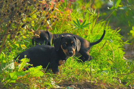 Dachshund puppies playingの写真素材