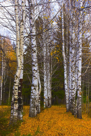 Birch alley in autumn park