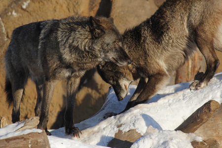 two wolves communicate