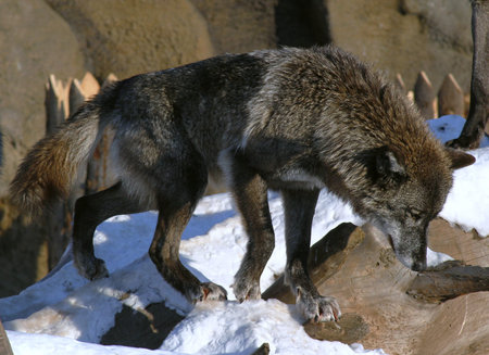 Wolf running through snow-covered rock