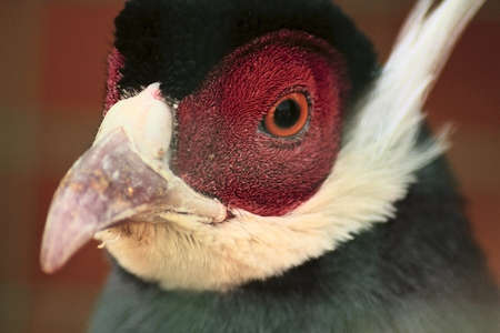 head of a pheasantの写真素材