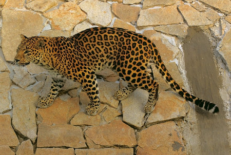 Leopard climbing a slope tiled