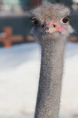 the head of the African ostrich