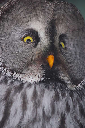 Owl looks awayの写真素材