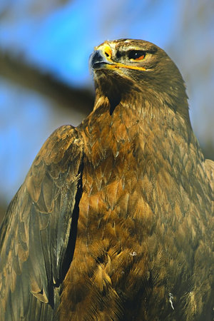 eagle s head on a blue background