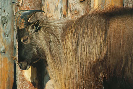 mountain goat against logの写真素材