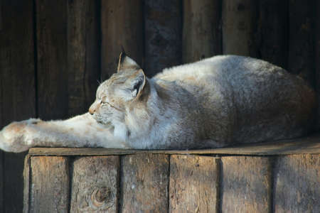 lynx restingの写真素材