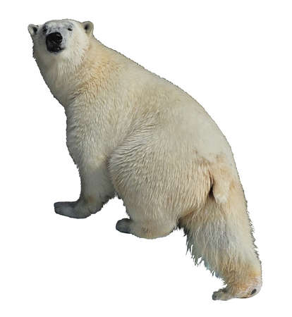 polar bear on a white background risesの写真素材