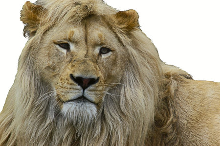 white lion on a white background looks