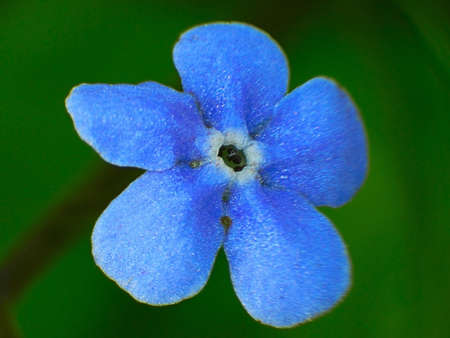 perennial at high magnificationの写真素材