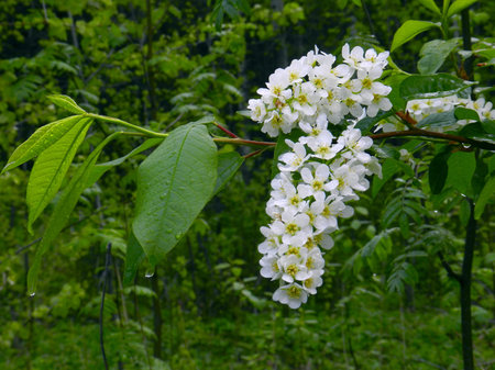 branch of cherry blossoms
