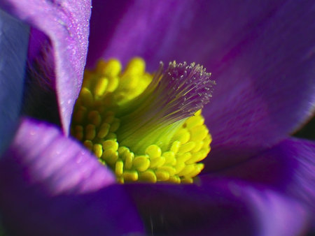 Adonis spring purple