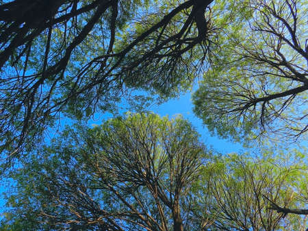 sky visible through a willow branchesの写真素材
