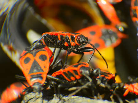 red spotted beetlesの写真素材