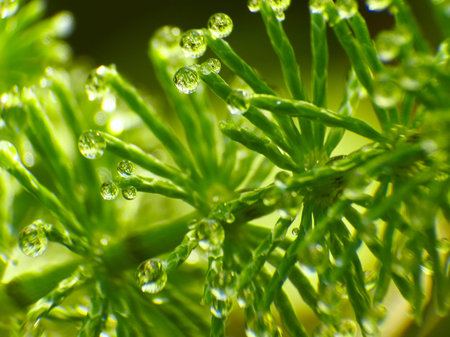 field horsetail in the morning dew