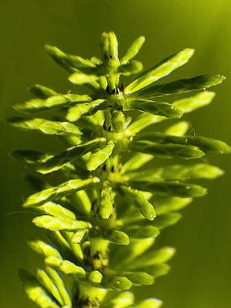 field horsetailの写真素材