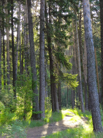 morning in the spruce forest