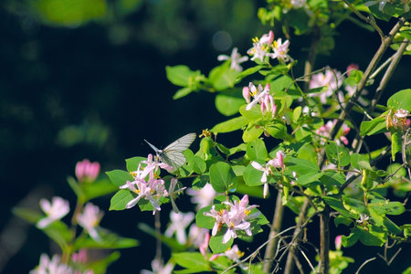 blooming honeysuckle