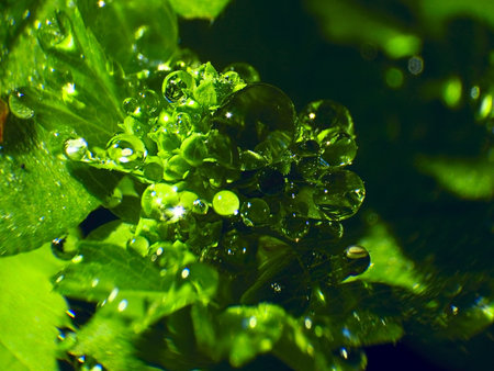 emerald drops of dew on the grass escape