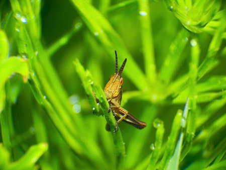 Grasshopper on a piece of dill