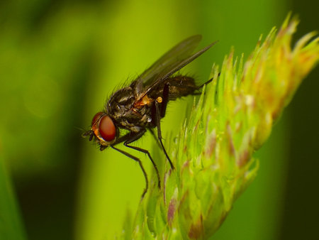 fly on the grass spikelet