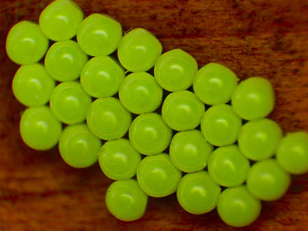 pattern of green insect eggsの写真素材