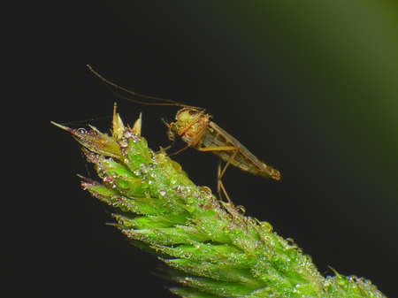 small midge in the dew on the spikeletの写真素材