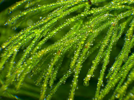 green twigs horsetail in dewの写真素材