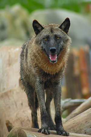Wolf stands and looks straight