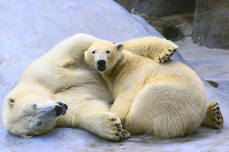 couple in love polar bearsの写真素材