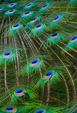 head and tail of the peacockの写真素材