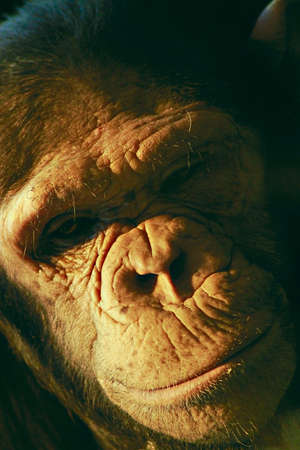 Portrait of a thinking chimpの写真素材