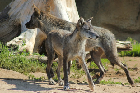 2 gray wolf looking in different directions