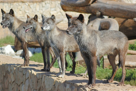 pack of gray wolves is looking in the same direction