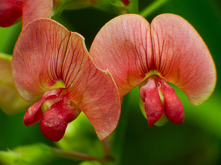 sweet peas