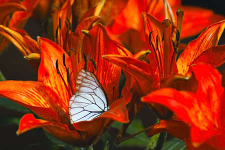 lily flowers with a white bow tieの写真素材