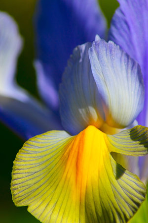 iris petals