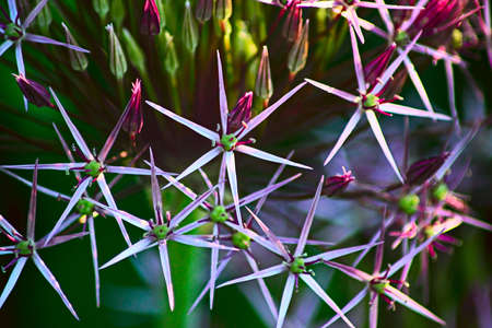 Star of ornamental flowering onionsの写真素材
