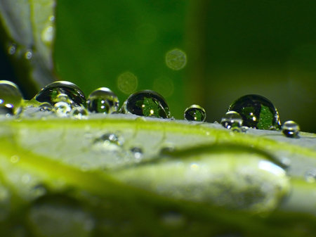 dew drops on green leaf