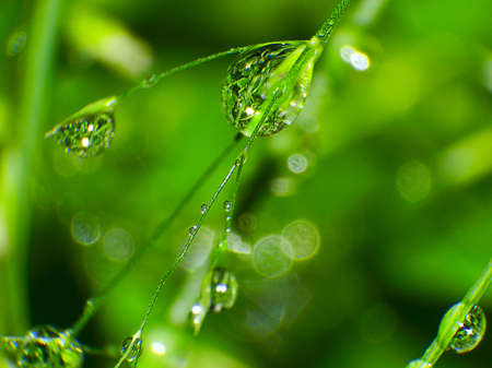 dew drops on the green grass paniclesの写真素材