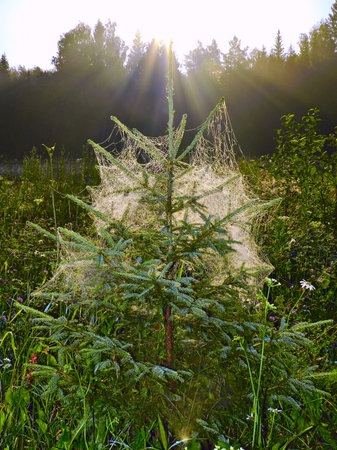 spruce in the web this morning, backlitの写真素材