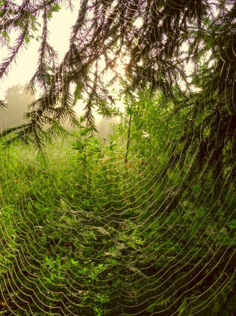 cobweb at dawn in the sunの写真素材