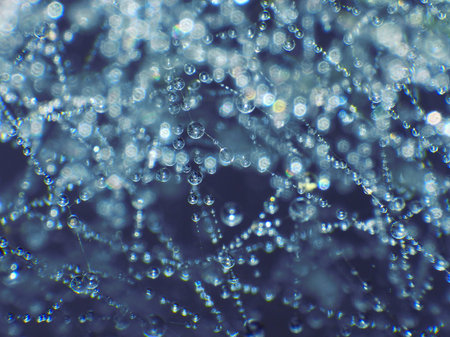 dew drops on the web threads
