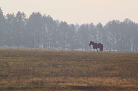 horse in the morning in a pastureの写真素材