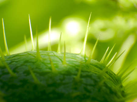 Echinocの写真素材